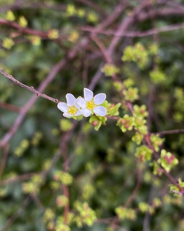 The long blooming Spirea Ogon is a semi-evergreen with bright, yellow-green foliage all season.